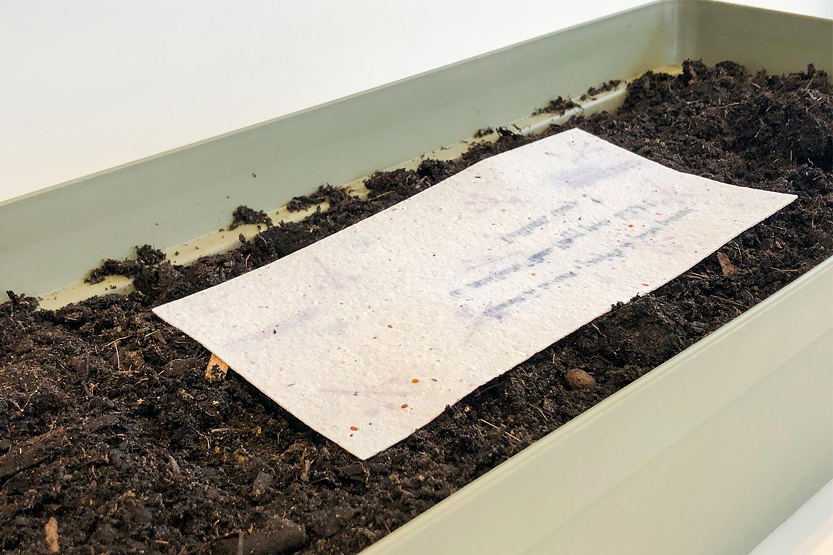 Planting of the 2021 greeting card in seeded paper from the agency Bulle Architectes.
